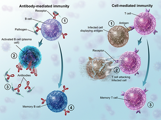 Et Tu, Immune System? 4 Seasonal Allergy Facts