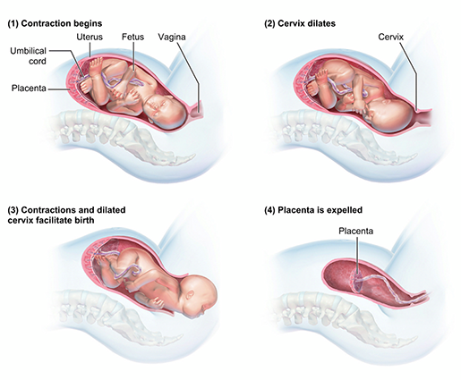 placenta birth