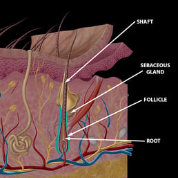 hair-follicle-root-shaft