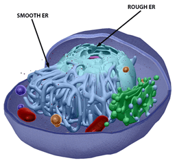 Anatomy and Physiology: Parts of a Human Cell