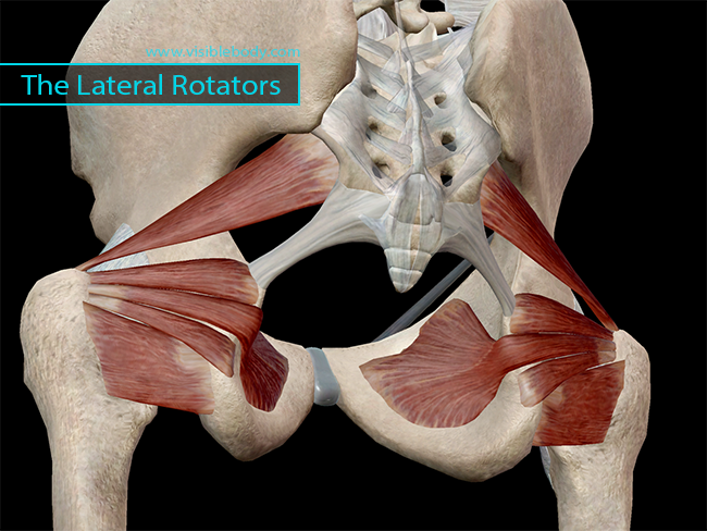 Learn Muscle Anatomy Lateral Rotators