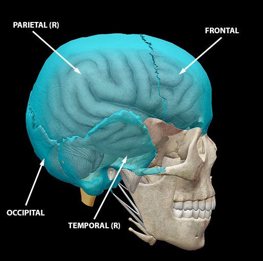 Anatomy & Physiology: The Neurocranium and Concussions