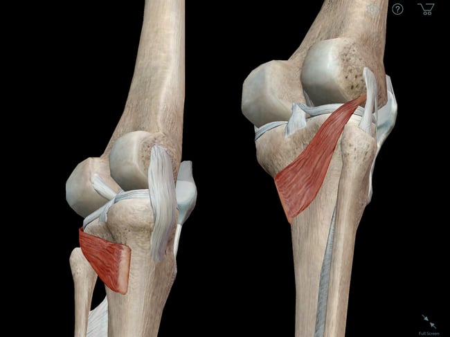 Learn Muscle Anatomy: Popliteus