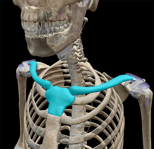 Bones and ligaments of the pectoral girdle - 3D scene - Mozaik Digital  Education and Learning