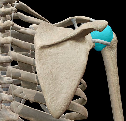 Bones and ligaments of the pectoral girdle - 3D scene - Mozaik