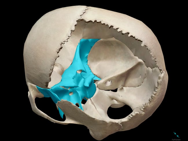 3D Skeletal System: Function of the Sphenoid