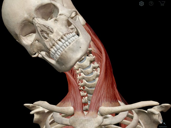 Learn Muscle Anatomy: Sternocleidomastoid