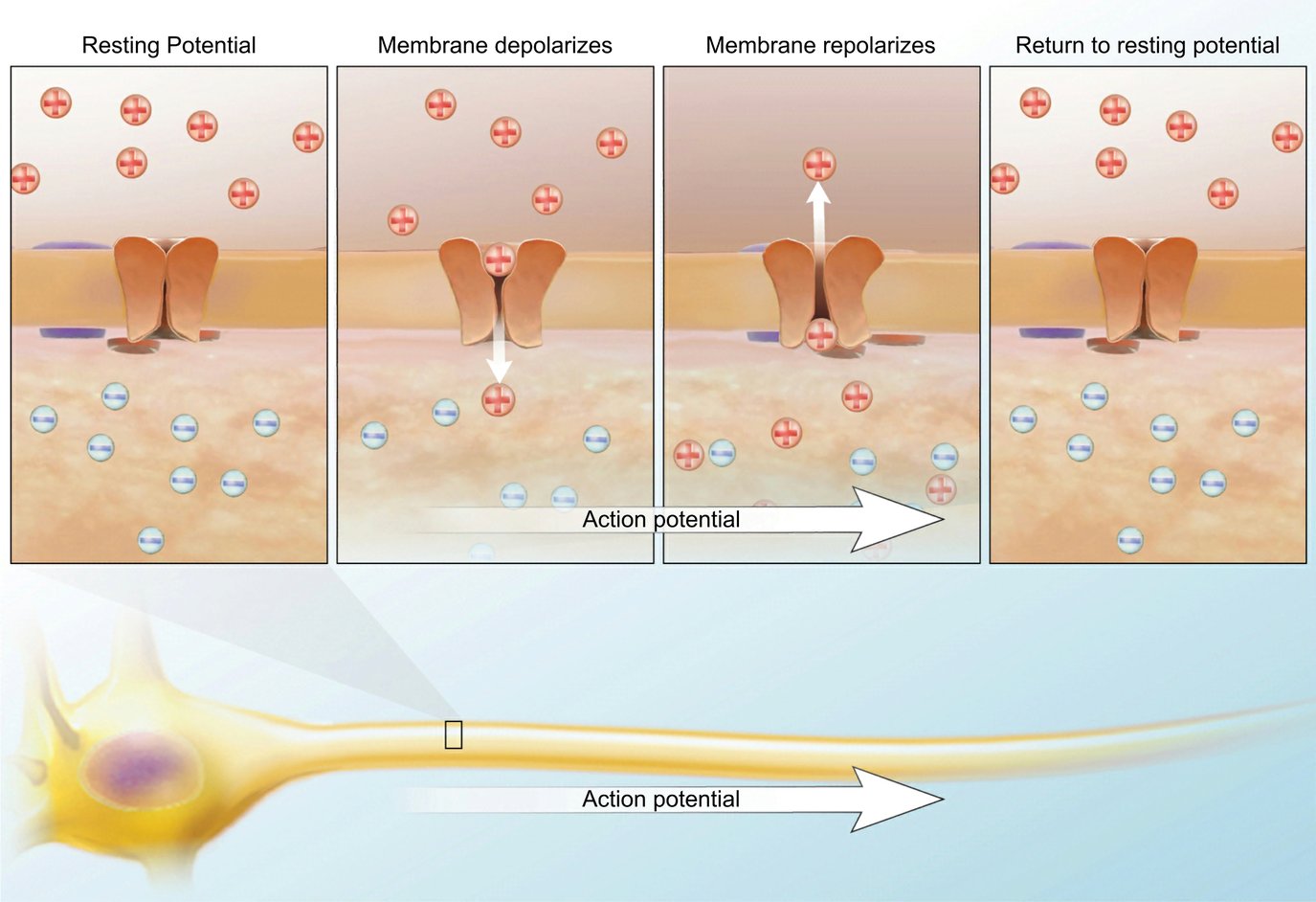 Everything Outside Is Secretly Out to Poison You: A Look at Biological