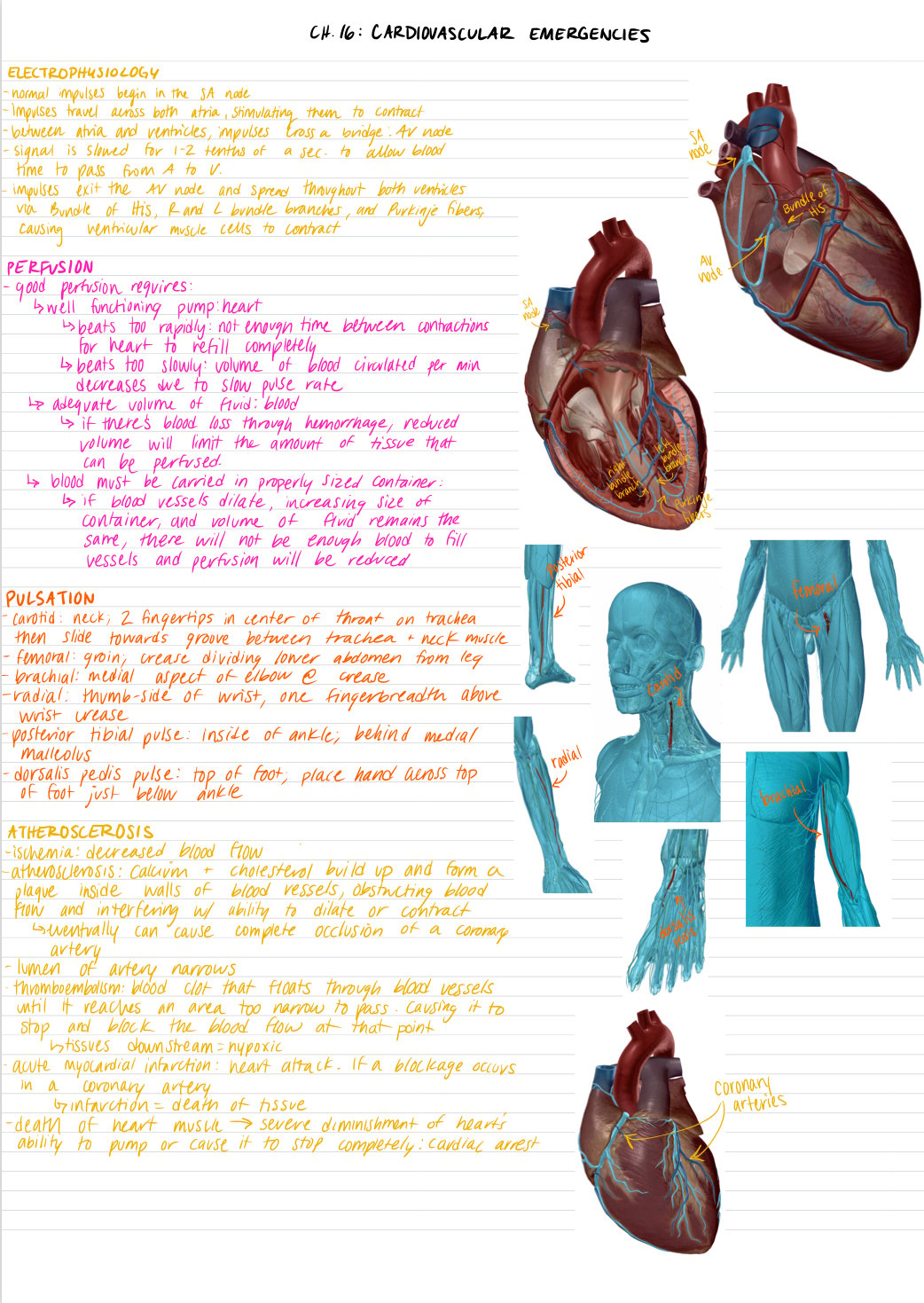 EMT School and Certification Using Human Anatomy Atlas to Learn and Study