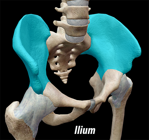 3D Skeletal System: The Pelvic Girdle