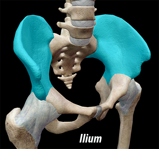 3d Skeletal System The Pelvic Girdle 9591