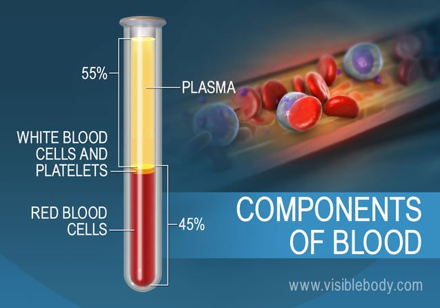 by volume what is the primary component of blood