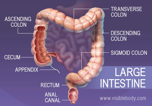 Large intestine, Definition, Location, Anatomy, Length, Function, & Facts