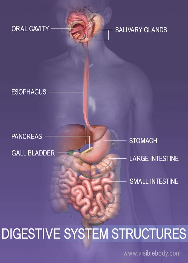 digestive system stomach diagram