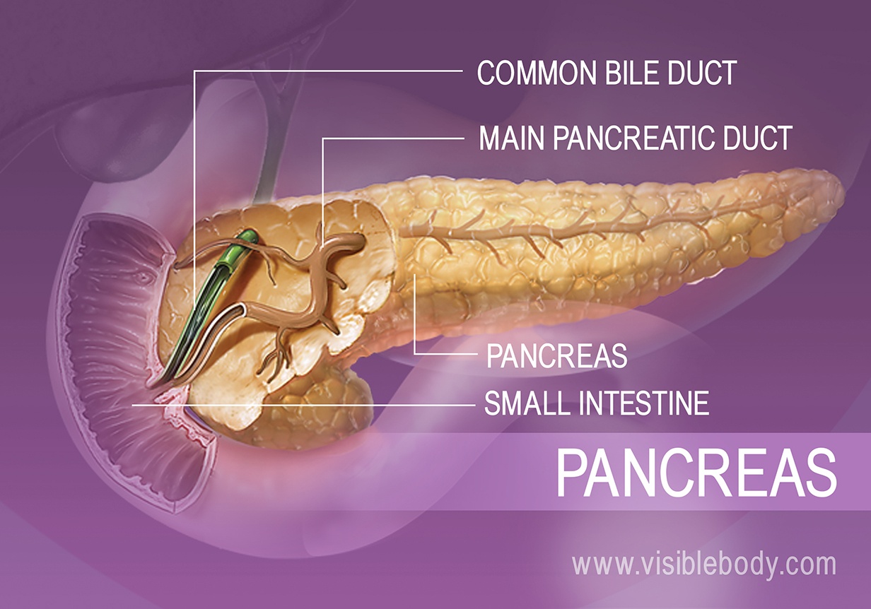 what is the purposes of a pancreatic juice