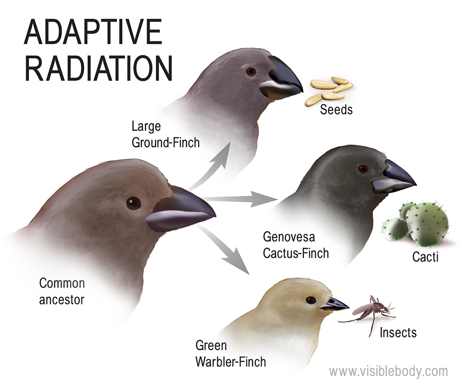 Darwin's Finches Keep Evolving