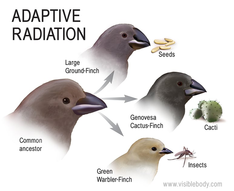 Darwins Finches Keep Evolving 7361