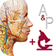 essential anatomy vs visible body app