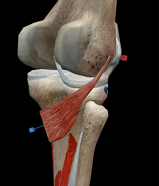 learn-muscle-anatomy-popliteus