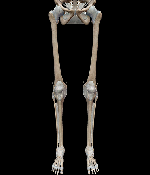 3d skeletal system  compact bone