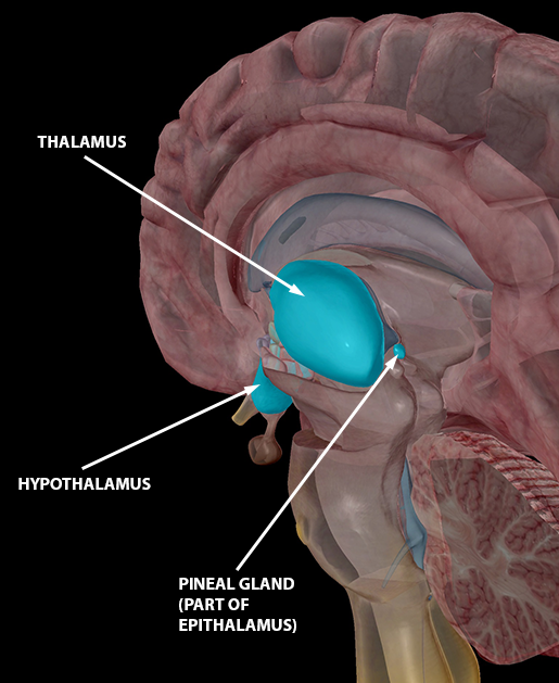 right cerebral peduncle visible body app