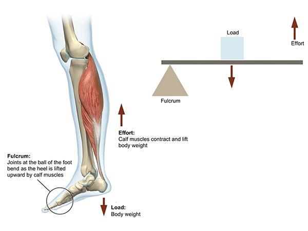 biomechanics-lever-systems-in-the-body