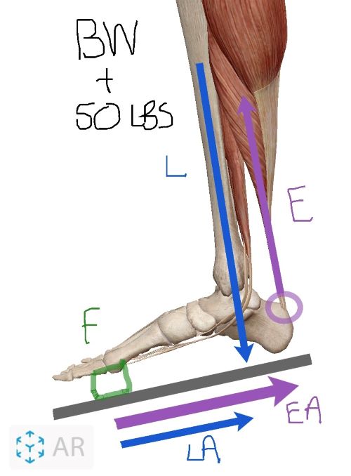 Biomechanics Lever Systems in the Body