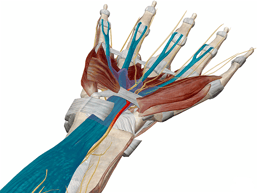 Into The Carpal Tunnel: Anatomy & Pathology Of Carpal Tunnel Syndrome