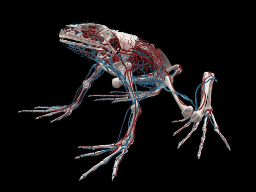 Explore the Anatomy of the Frog with these Dissection Guides
