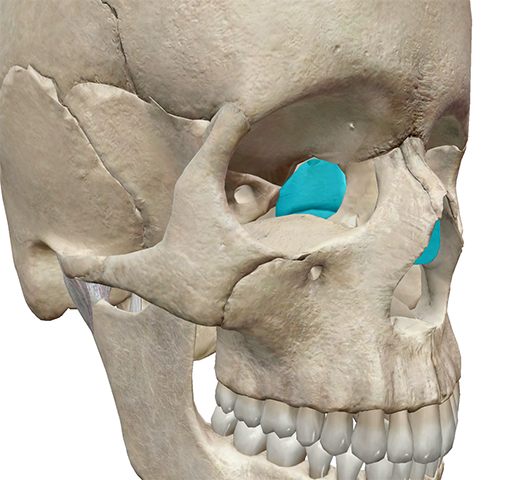 3d Skeletal System Five Things To Know About The Ethmoid Bone 