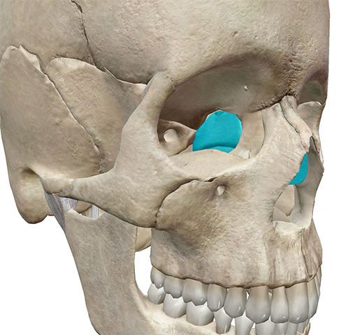 ethmoid skull