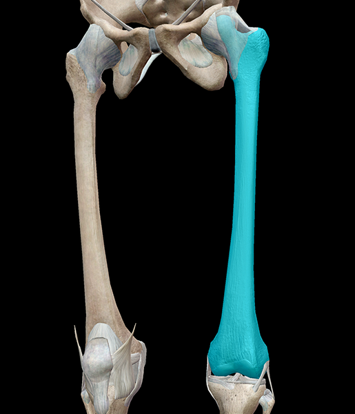 3D Skeletal System: 5 Cool Facts About The Femur