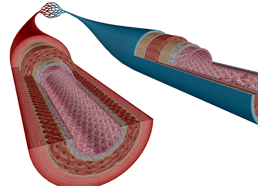 anatomy-and-physiology-measuring-the-human-heart