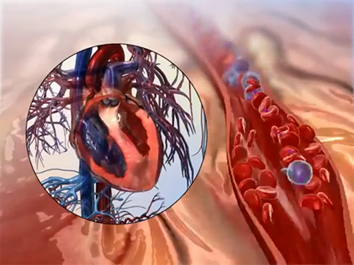 Anatomy and Physiology: Measuring the Human Heart