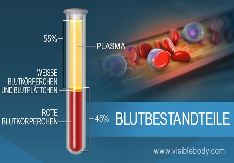 Kreislauffunktionen Des Blutes