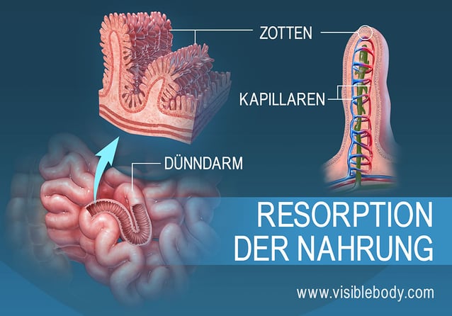 Dünndarmzotten im Querschnitt