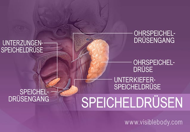 Lokalisation der verschiedenen speichelproduzierenden Drüsen im Mundraum