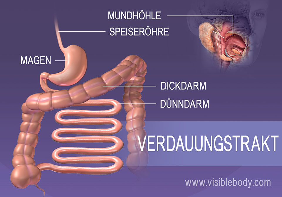 Verdauungssystem 10 Fakten