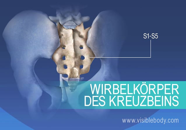 Verschmolzene Kreuzbeinwirbel S1-S5