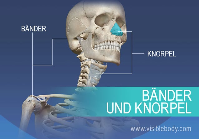 Bänder und Knorpel des menschlichen Körpers