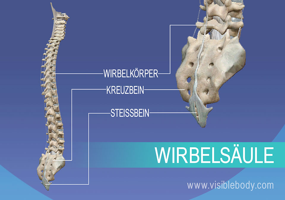 Kenntnis Der Skelettanatomie | Achsenskelett