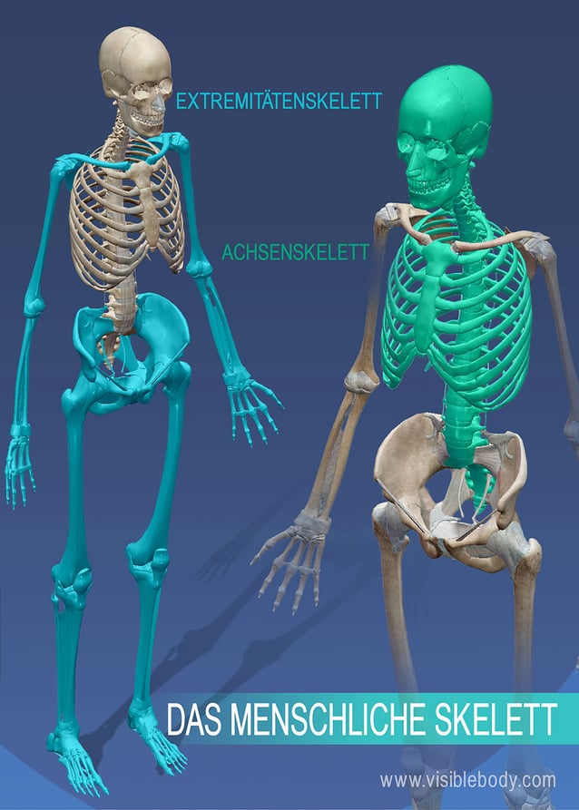 Extremitätenskelett versus Achsenskelett