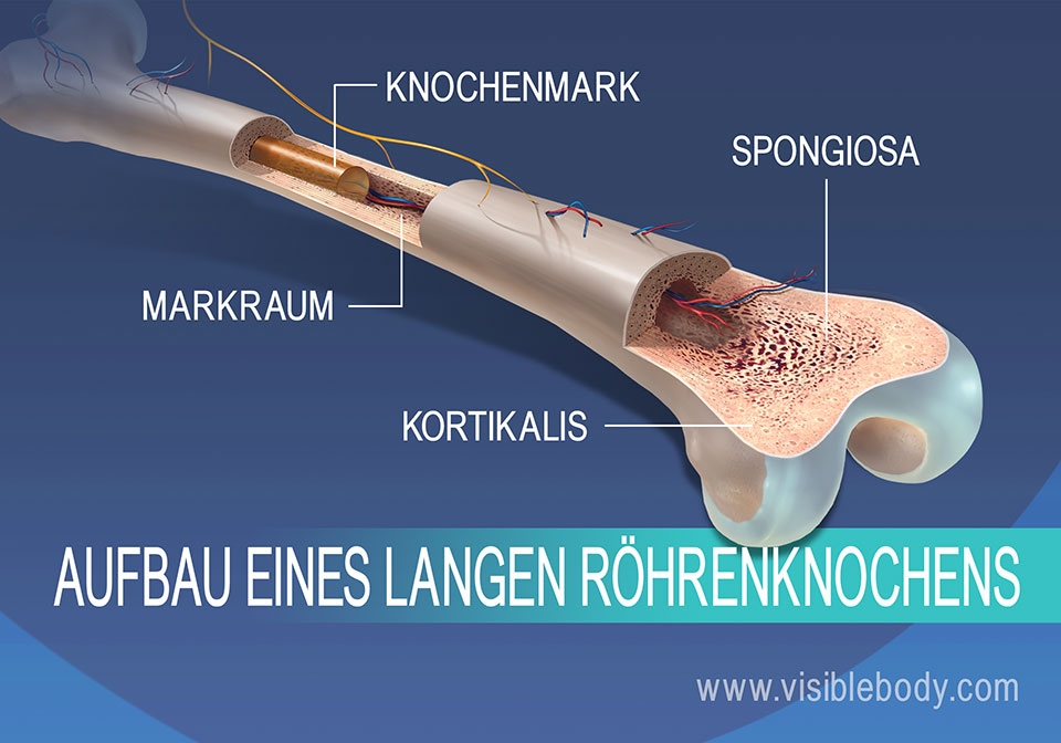 Kenntnis Der Skelettanatomie | Überblick über Das Skelett