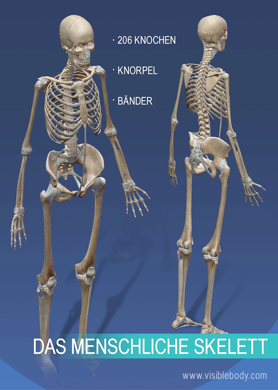 Kenntnis Der Skelettanatomie | Überblick über Das Skelett