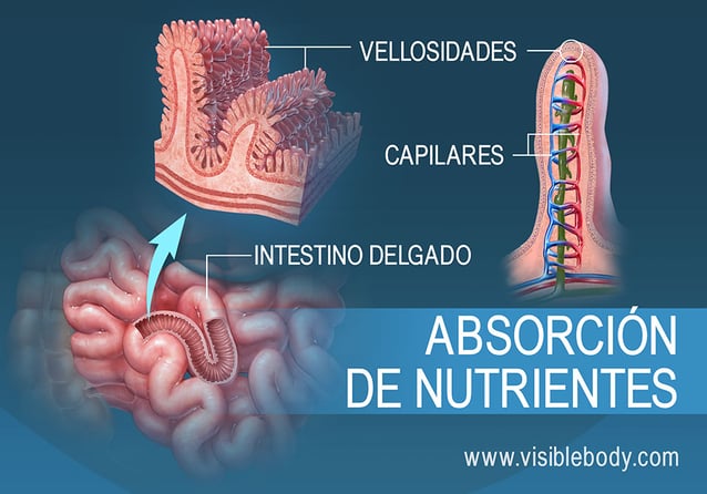 Corte transversal de las vellosidades en el intestino delgado