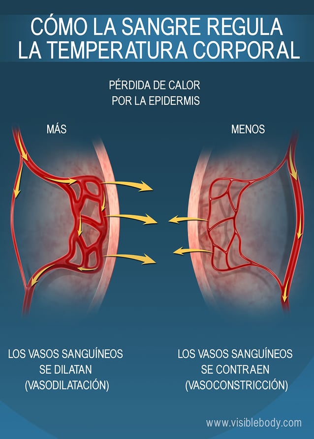 El tamaño de los capilares cercanos a la epidermis afecta la conservación de calor en el cuerpo humano