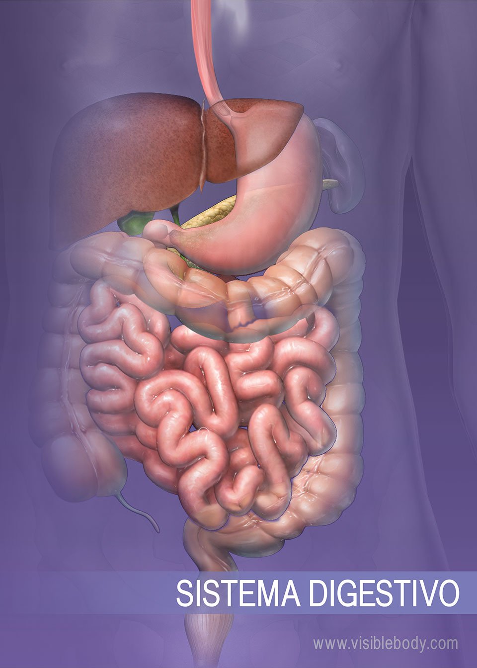 5ºCASALCARRILLO: EL APARATO DIGESTIVO Y LA DIGESTIÓN