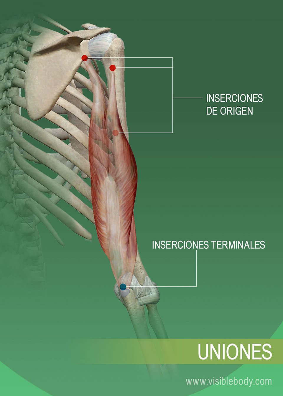 Movimientos Musculares Aprenda Anatomía Muscular 4789