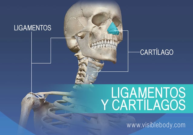 Aprenda anatomía del esqueleto