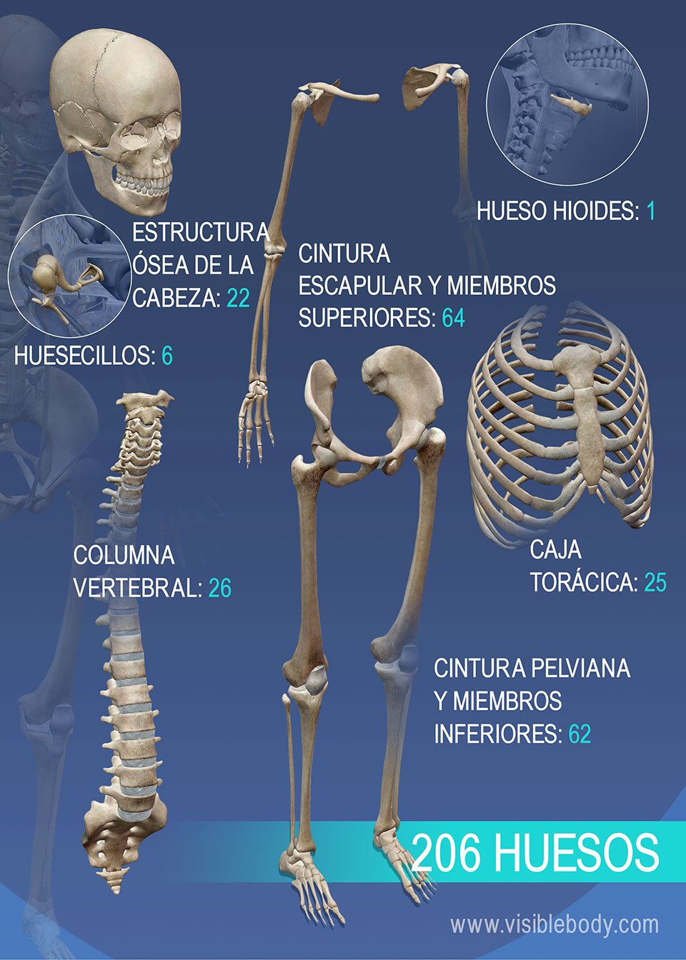 Anatomia: El Escqueleto Humano